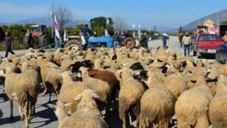 Ξεκινούν κινητοποιήσεις οι κτηνοτρόφοι στον Έβρο.