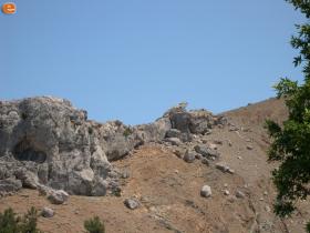 Μία πετρινή σαύρα;