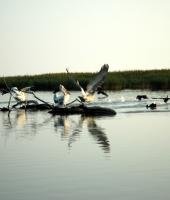 Let’s take a ride to the river Evros Delta