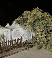 Κατέρρευσε δέντρο στην παραλιακή κάτω στο λιμάνι.