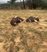 Ο εντοπισμός των δύο μαυρόγυπων έγινε χάρη στον δορυφορικό πομπό που έφερε το ένα από τα δύο πουλιά.