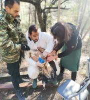 Απελευθερώθηκε γύπας στο Εθνικό Πάρκο Δάσους Δαδιάς