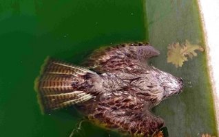 Πνιγμός ζώων σε υδατοδεξαμενές στο δάσος
