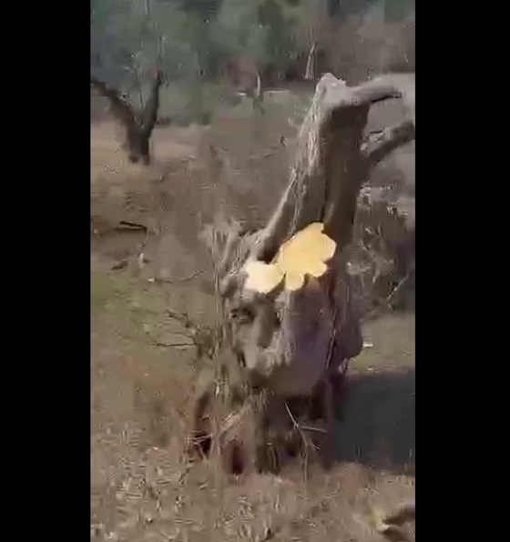 Τα δένδρα κουτσουρεμένα και οι κορμοί άφαντοι.