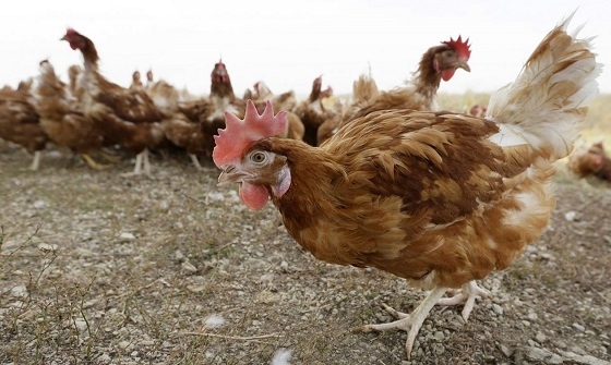 Εντοπίστηκε κρούσμα γρίπης των πουλερικών στη Βουλγαρία.