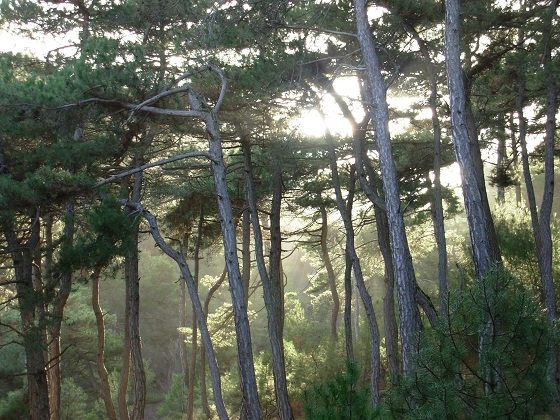 Εκδηλώσεις για την Παγκόσμια Ημέρα Δασών στην Ορεστιάδα.