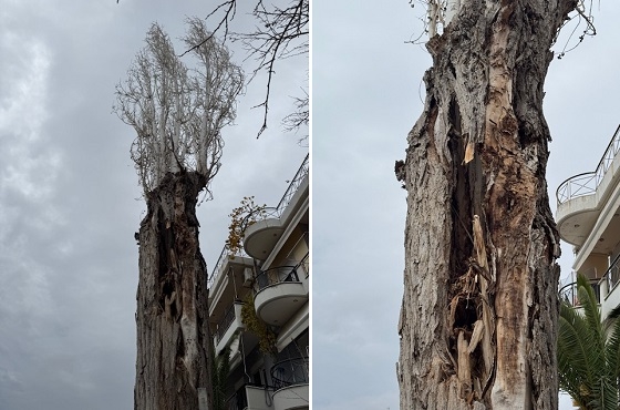 Κάποιος πρέπει να φροντίσει για τη λύση του προβλήματος με το επικίνδυνο δένδρο.