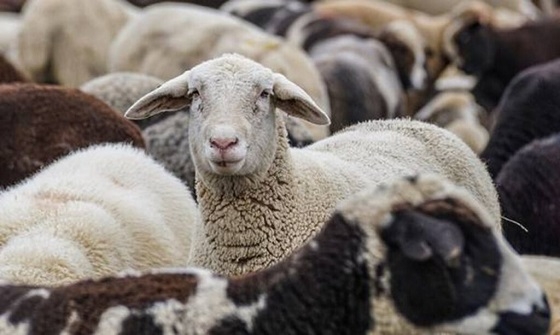 Κινητοποίηση κτηνοτρόφων και αγροτών στην Αλεξανδρούπολη.