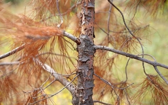 Το πρόβλημα επεκτείνεται και σε πάρκα πόλεων και κατά μήκος της Εγνατίας οδού.