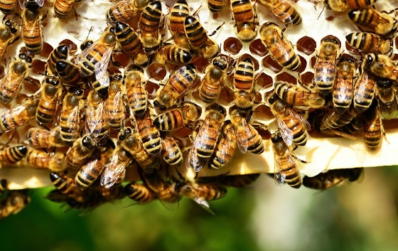 Σύσκεψη υπηρεσιακών στελεχών με μελισσοκόμους στην Ορεστιάδα.