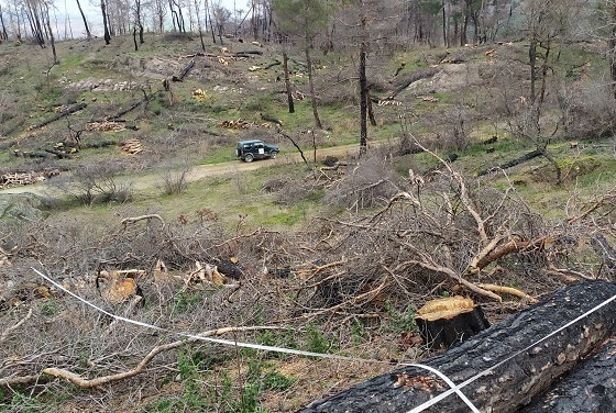 Μελέτη για τη φυσική αναγέννηση του Δάσους της Δαδιάς.