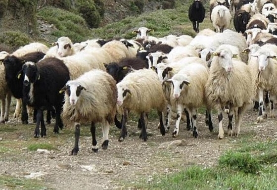 Νέα προσπάθεια καταπολέμησης της ευλογιάς των αιγοπροβάτων.