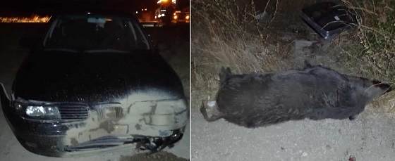 Ζημιές σε τέσσερα αυτοκίνητα όταν κοπάδι αγριογούρουνων "πετάχτηκε" στην Εθνική Οδό.