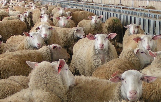 Μία εμπεριστατωμένη ανάλυση της κατάστασης που αντιμετωπίζει η κτηνοτροφία στη Θράκη, λόγω των ζωονόσων.