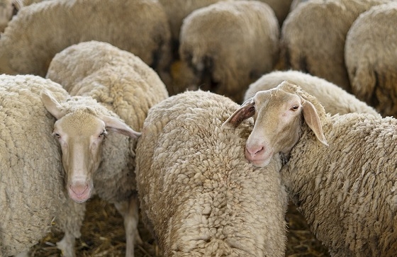 Εξακολουθεί να προβληματίζει η εξάπλωση της ευλογιάς των αιγοπροβάτων.