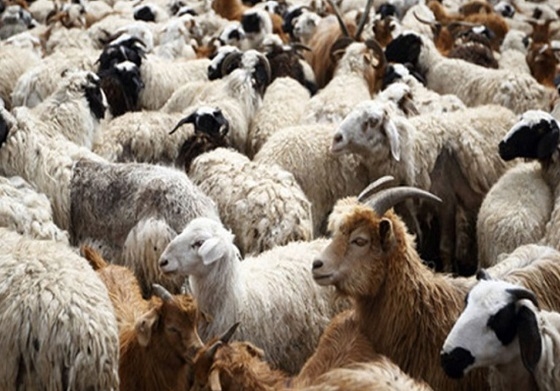 Η επιτροπή που συστάθηκε για την καταπολέμηση της ευλογιάς, συνεδρίασε για πρώτη φορά.