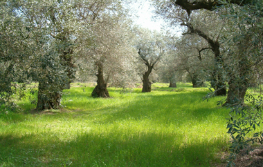 Οι δακοπαγίδες τοποθετήθηκαν στα μέσα του Ιουλίου και θα παραμείνουν στα κτήματα μέχρι αρχές Νοεμβρίου.