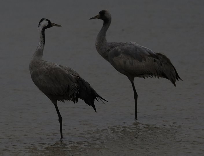 Ένα είδος, που σπάνια βλέπουμε στο Δέλτα του Έβρου.