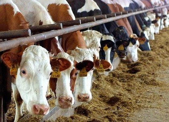 Η οζώδης δερματίτιδα είναι η νέα μεγάλη επιδημία που απειλεί το ζωικό κεφάλαιο.