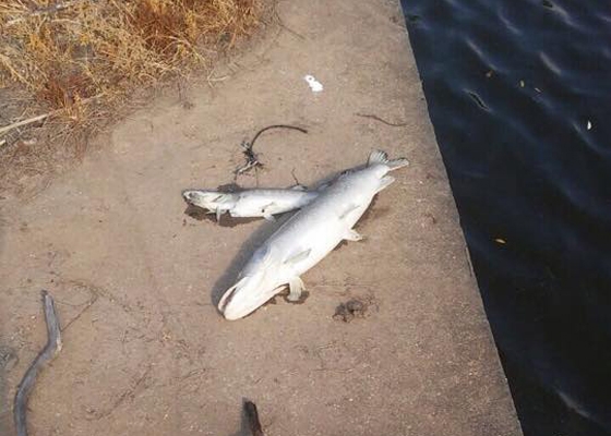 Αυτά είναι τα ψάρια που βρέθηκαν νεκρά στο φράγμα της Ρούσσας