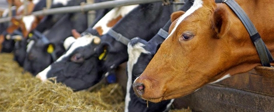 ΠΕΚΔΥ: Να προσληφθεί μόνιμο κτηνιατρικό προσωπικό για την ενδυνάμωση των κτηνιατρικών υπηρεσιών.