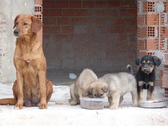 Κιβωτός Αλεξ/πολης: Ο Δήμος επέστρεψε πέντε κουτάβια που φρόντιζε το σωματείο στους δρόμους.