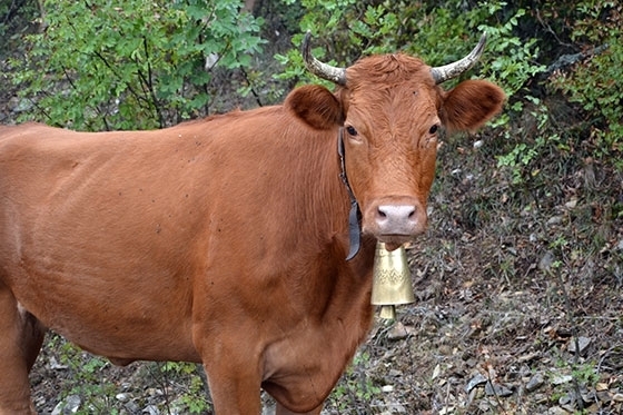 Ολοκληρώθηκε ο εμβολιασμός των βοοειδών στην Περιφέρεια ΑΜ-Θ