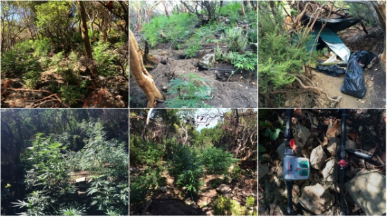 Ο σκύλος "έκαψε" τον 42χρονο με τα 192 δενδρύλια κάνναβης στη Σαμοθράκη