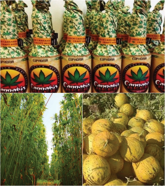 Τυχερό Έβρου: Καλλιέργεια στέβια και μπύρα με άρωμα πεπονιού & κάνναβη