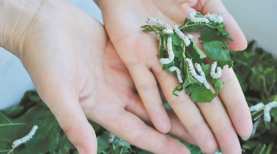 Ο μεταξοσκώληκας επιστρέφει στο Σουφλί