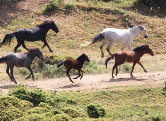 Άγρια άλογα καταστρέφουν καλλιέργειες στο Δέλτα του Έβρου