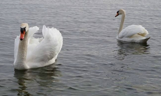 Νεκρός κύκνος από τη γρίπη των πτηνών στον Έβρο