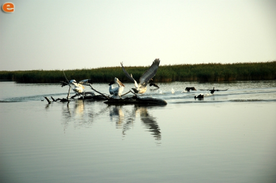 Παγκόσμια Ημέρα Υγροτόπων στο Δέλτα του Έβρου