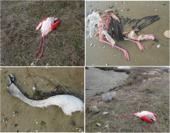 Δέλτα του Έβρου: Και άλλα νεκρά πτηνά - κύκνοι και φλαμίνγκος