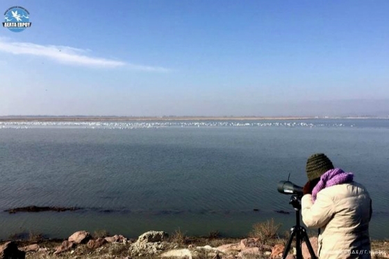 Ταυτόχρονη καταμέτρηση υδροβίων στο Ελληνικό και Τούρκικο Δέλτα Έβρου