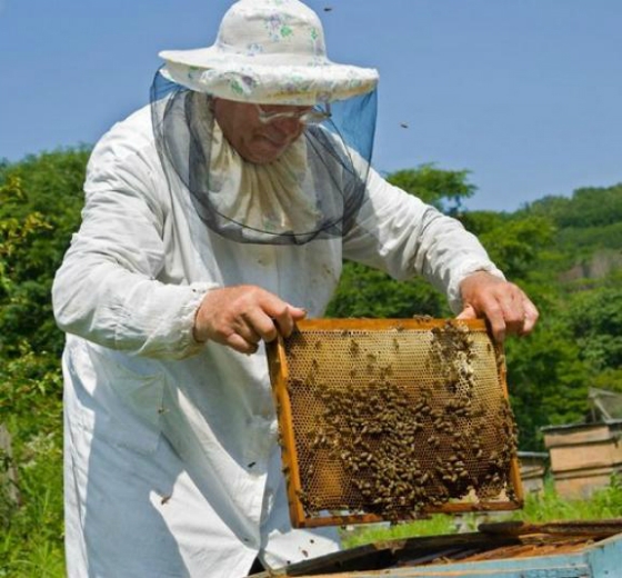 Μείωση παραγωγής μελιού στον 'Εβρο