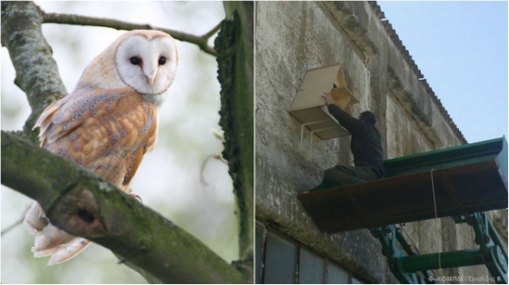 Δέλτα του Έβρου: Τοποθετήθηκαν 3 τεχνητές φωλιές για την προσέλκυση "Τυτώ", 