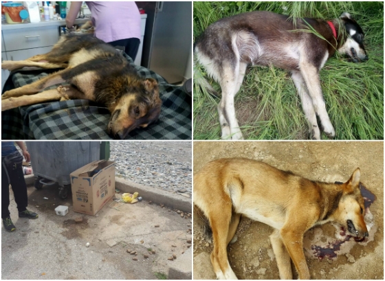 Θλίψη, πόνο και οργή προκαλούν οι εικόνες αδέσποτων σκυλιών να κείτονται νεκρά, στα Δίκελλα Αλεξανδρούπολης, από "φόλες" που έριξαν επιτήδειοι.