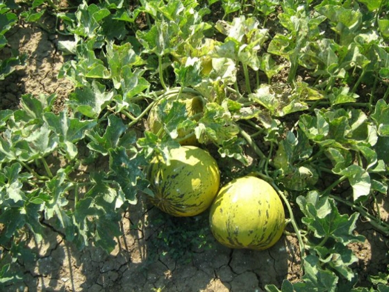 Έβρος: Το πεπόνι Τυχερού διεκδικεί να πιστοποιηθεί ως ΠΟΠ