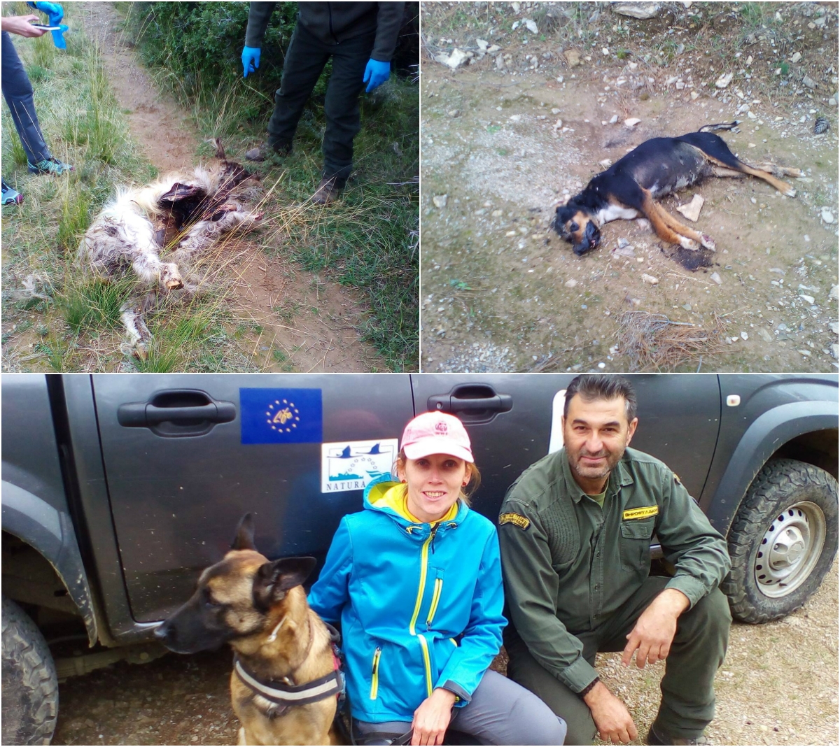 Στο επάνω μέρος της φωτογραφίας φαίνονται τα δηλητηριασμένα ζώα ενώ στην κάτω ο "Κίκο" μαζί με την κ. Κρετ και το θηροφύλακα