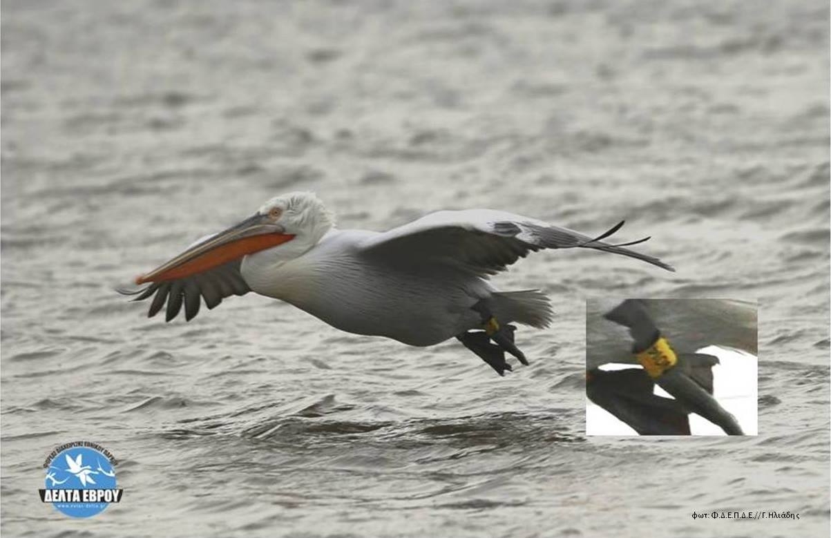 H φωτογραφία της Κατερίνας είναι από το Φορέα Διαχείρισης Δέλτα Έβρου