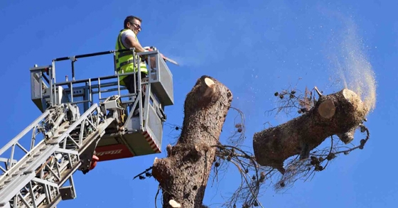 Υπάρχουν ξερά ή επικίνδυνα δέντρα στη γειτονιά σας; Ο Δήμος Αλεξανδρούπολης θέλει να το ξέρει!