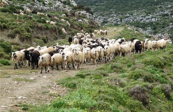 Διαμαρτυρία των κτηνοτρόφων του Έβρου στην Περιφέρεια ΑΜ-Θ – «τα προβλήματα είναι ένα σωρό» 
