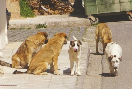 Φροντίζετε αδέσποτα ζώα; Ο Δήμος Αλεξανδρούπολης θέλει να το γνωρίζει!