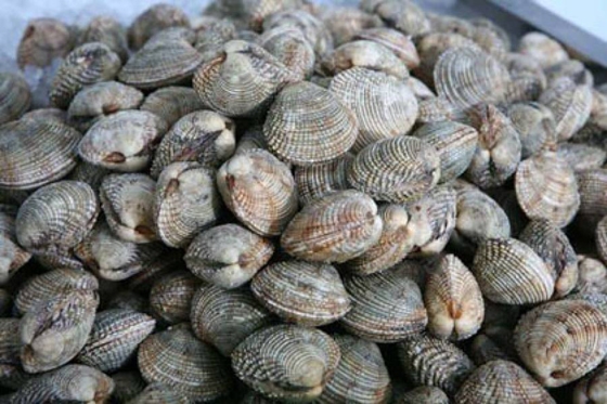 Πάνω από 7 τόνοι ακατάλληλα όστρακα στην ΑΜ-Θ - τι πρέπει να προσέξετε ενόψει Πάσχα 