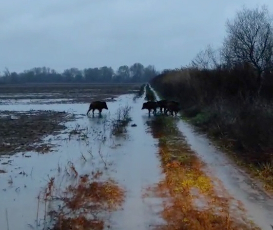 Αγέλη από αγριογούρουνα στην παρέβρια περιοχή, στα Λάβαρα