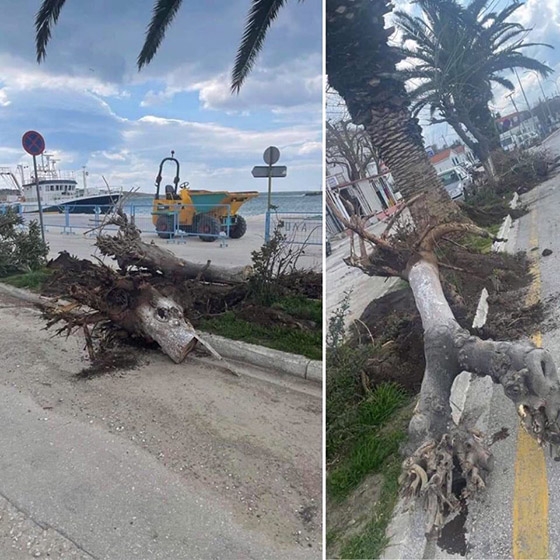 Η Σαμοθράκη, τα πλατάνια & οι "τσαμπουκάδες"!
