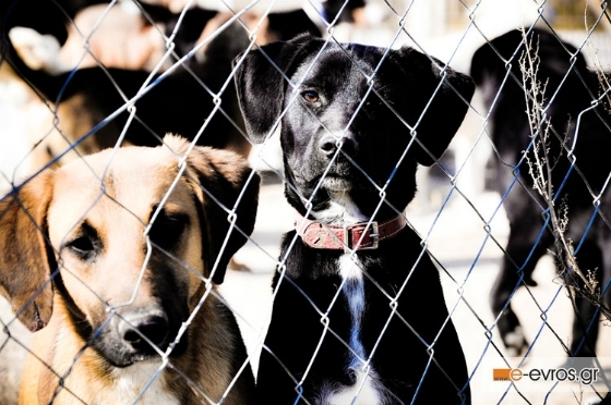 Τα ζώα συντροφιάς προστατεύονται από την εθνική νομοθεσία.