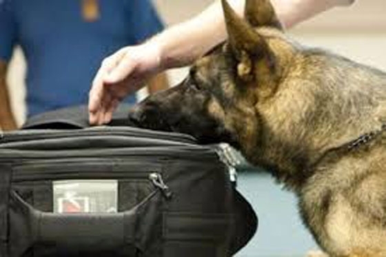 Λιμάνι Αλεξανδρούπολης: 23χρονος προσπάθησε να ταξιδέψει με ναρκωτικά στο σακίδιο του