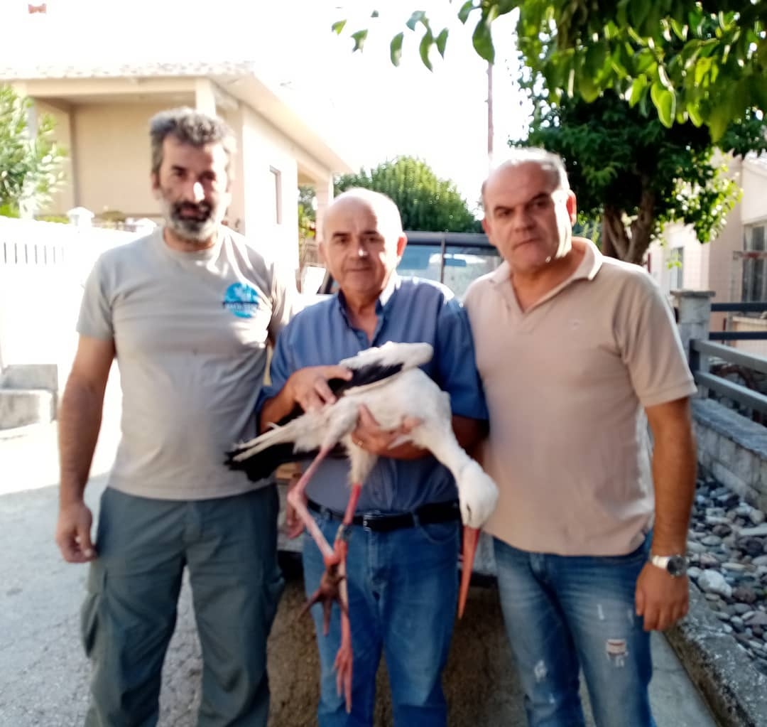 Τραυματισμένος στις Φέρες βρέθηκε πελαργός που δακτυλιώθηκε στην Πολωνία!